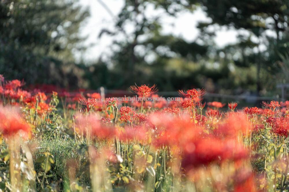 浜寺公園の彼岸花