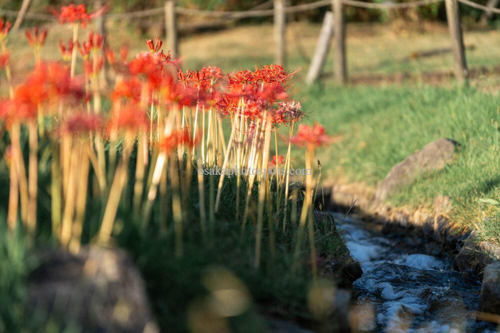 浜寺公園の彼岸花