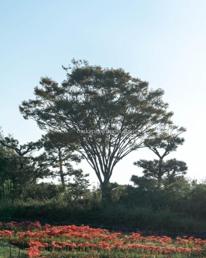 浜寺公園の彼岸花