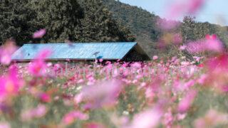 日根荘大木の里 コスモス園｜泉佐野市