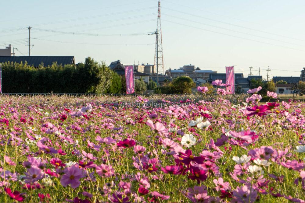 高槻市コスモスロード