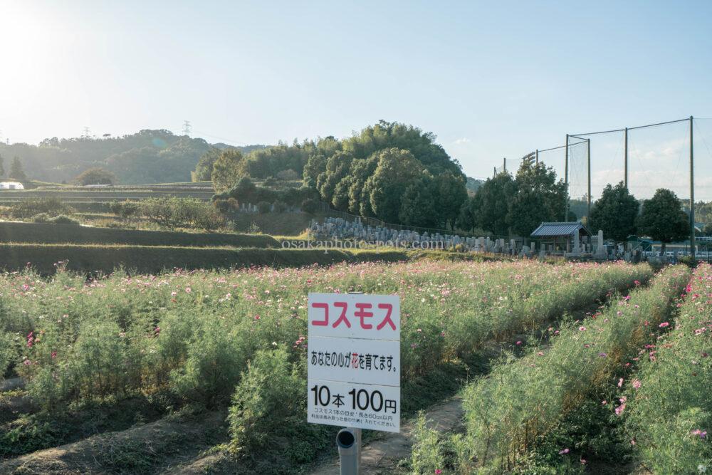 コスモスの里 穂谷