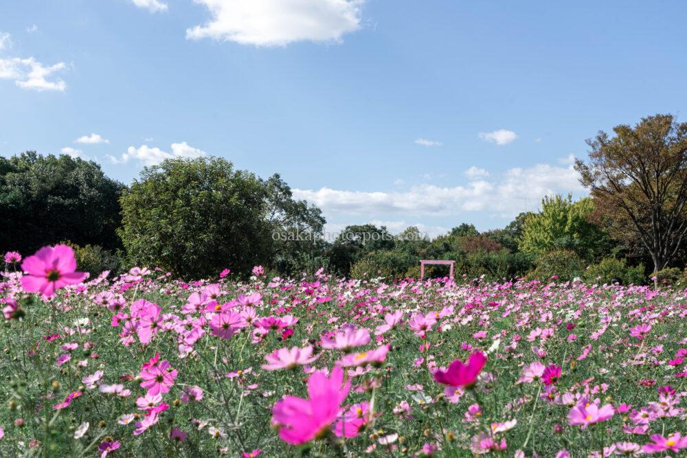 長居植物園のコスモスフェア