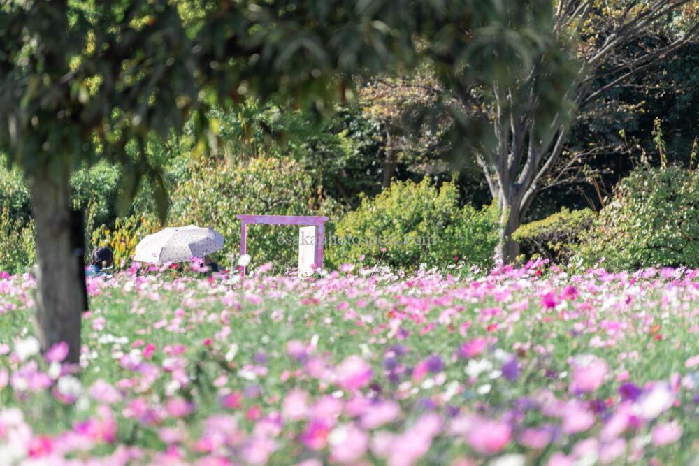 長居植物園のコスモスフェア