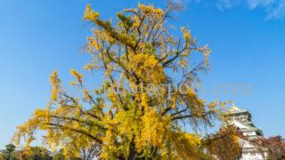 大阪城公園の紅葉|大阪市