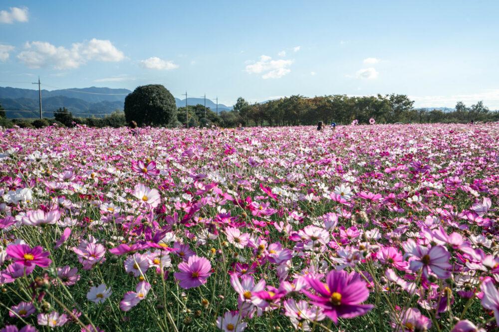 和泉リサイクル環境公園のコスモス