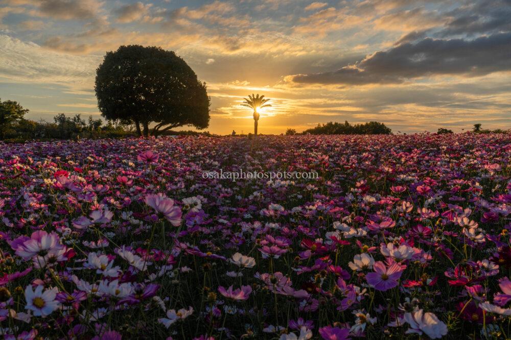 和泉リサイクル環境公園のコスモスと夕陽