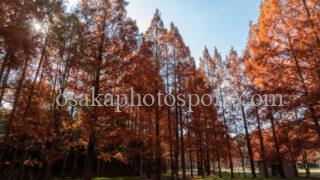 新檜尾公園の紅葉|堺市