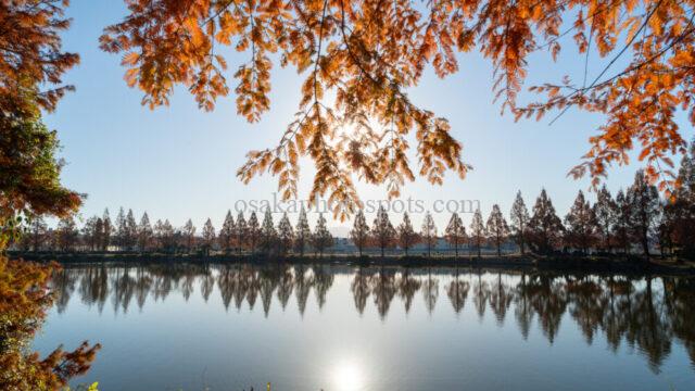 菰池の紅葉