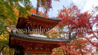 牛滝山 大威徳寺の紅葉｜岸和田市