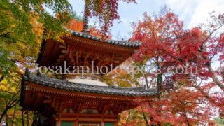 牛滝山 大威徳寺の紅葉|岸和田市