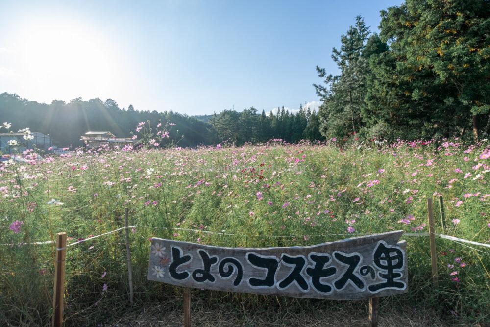 とよのコスモスの里