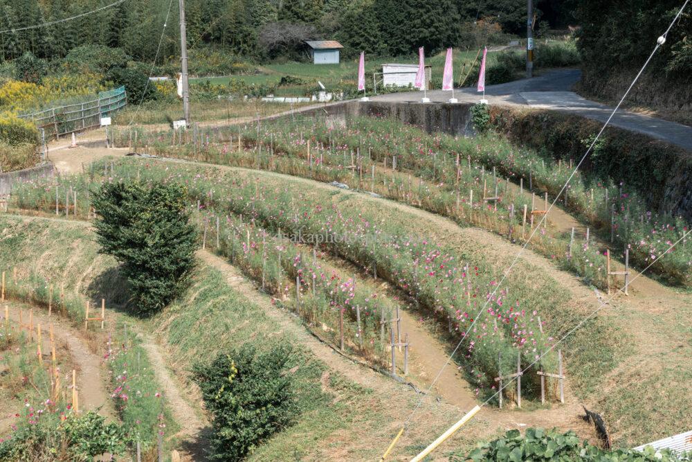 日根荘大木の里 コスモス園