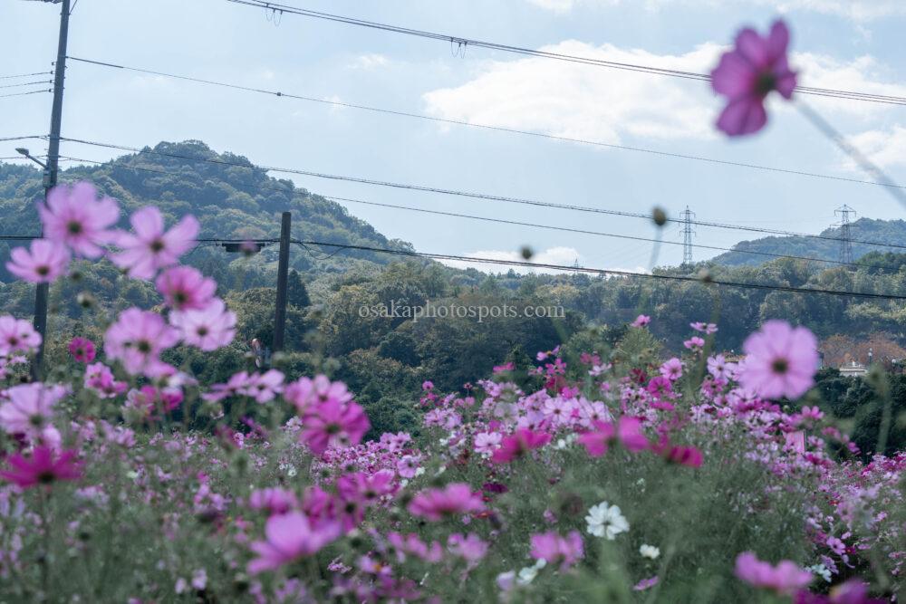 日根荘大木の里 コスモス園