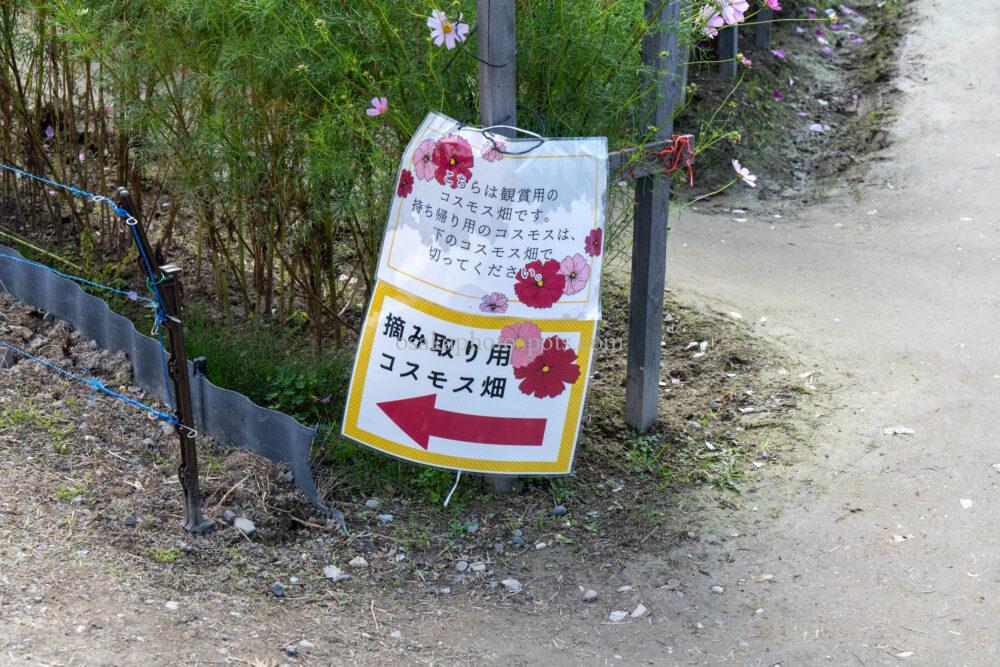 日根荘大木の里 コスモス園