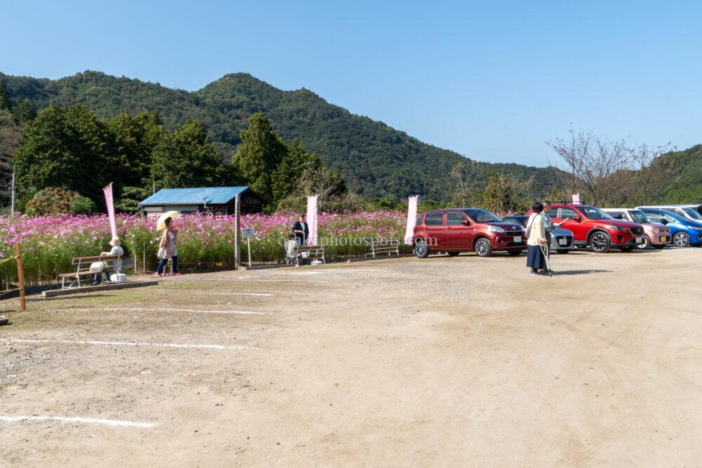 日根荘大木の里 コスモス園