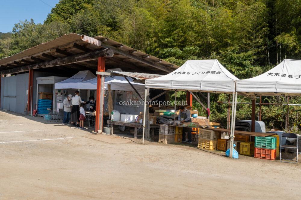 日根荘大木の里 コスモス園