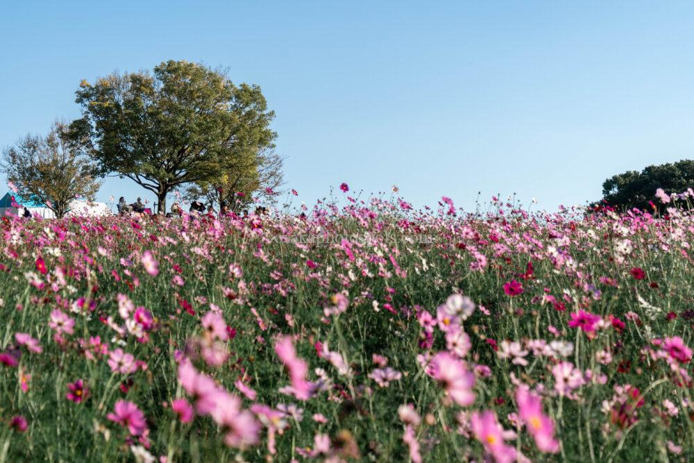 万博記念公園のコスモス