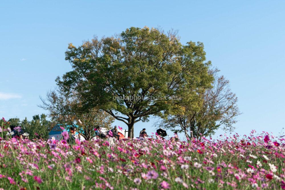 万博記念公園のコスモス