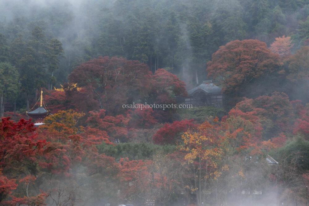 勝尾寺の紅葉