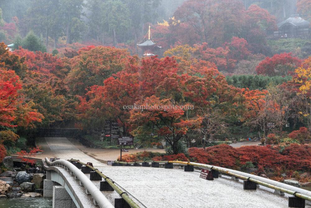 勝尾寺の紅葉