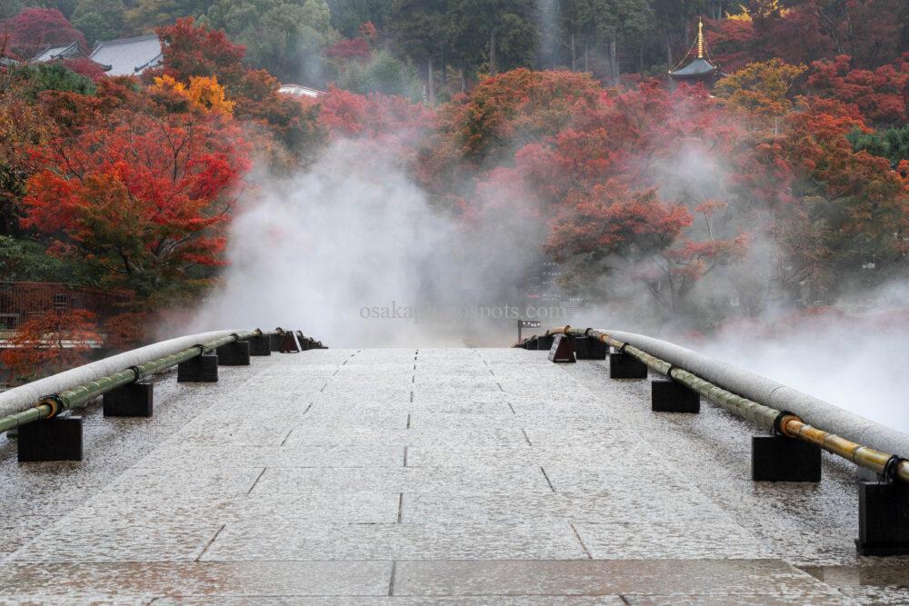 勝尾寺の紅葉