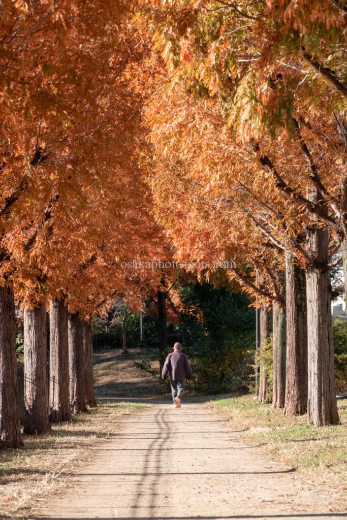 菰池の紅葉