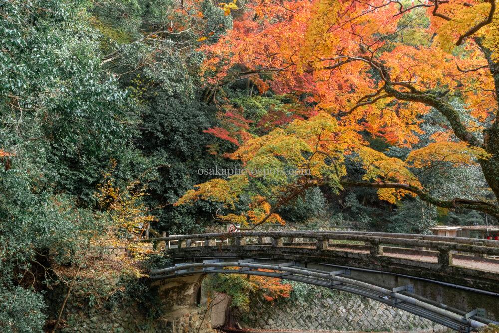 箕面大滝の紅葉