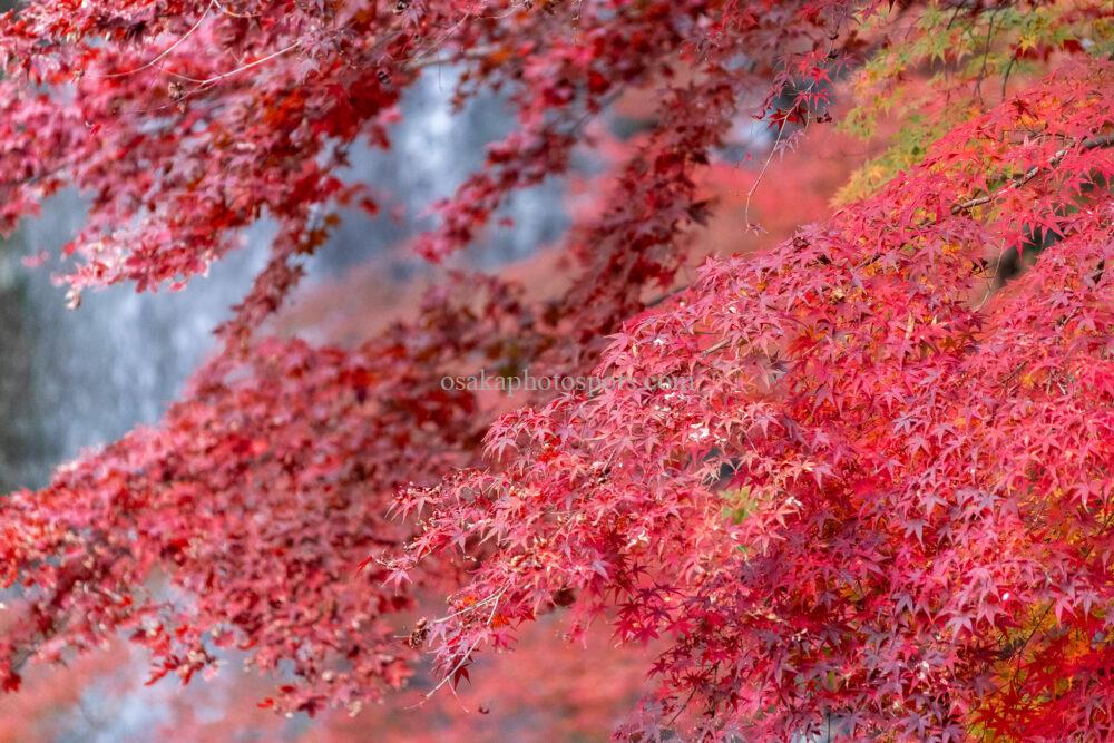 箕面大滝の紅葉