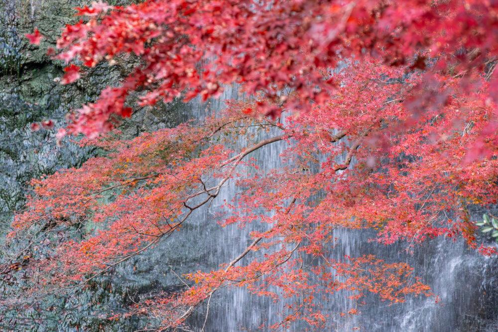 箕面大滝の紅葉