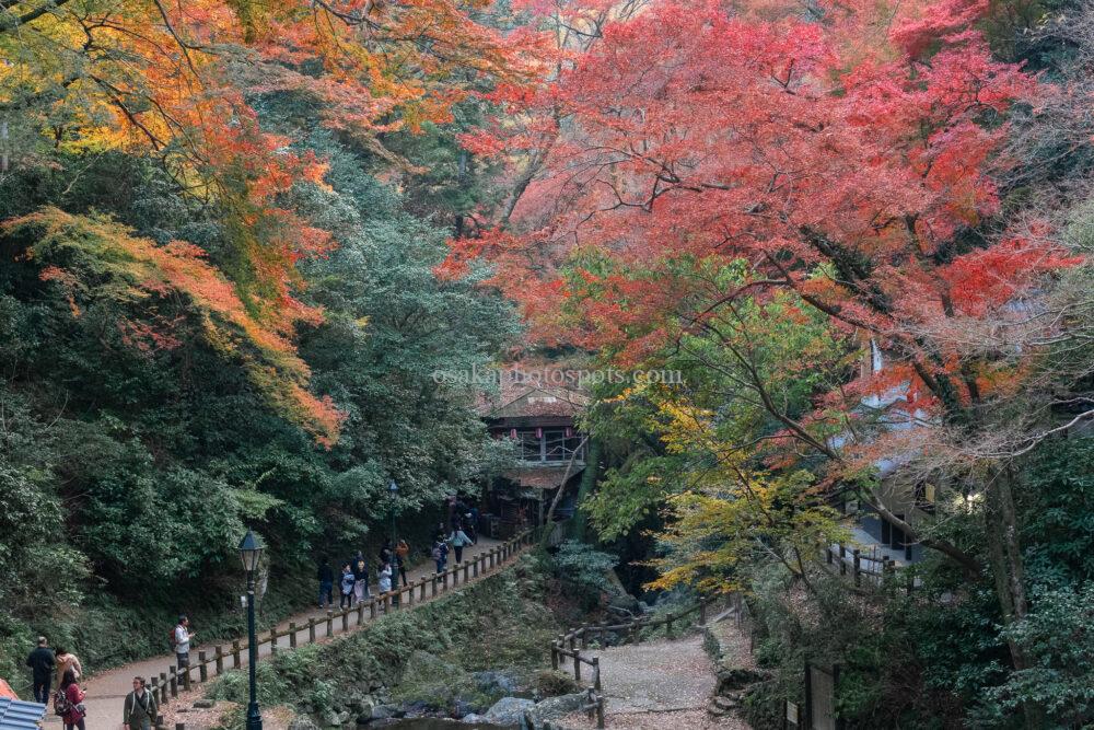 箕面大滝の紅葉