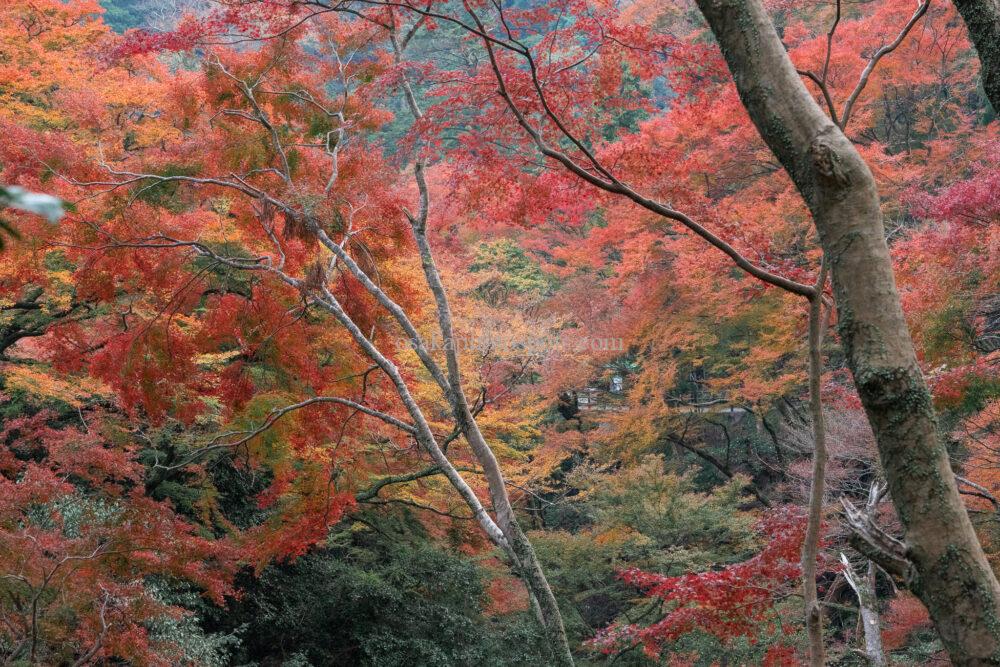 箕面大滝の紅葉