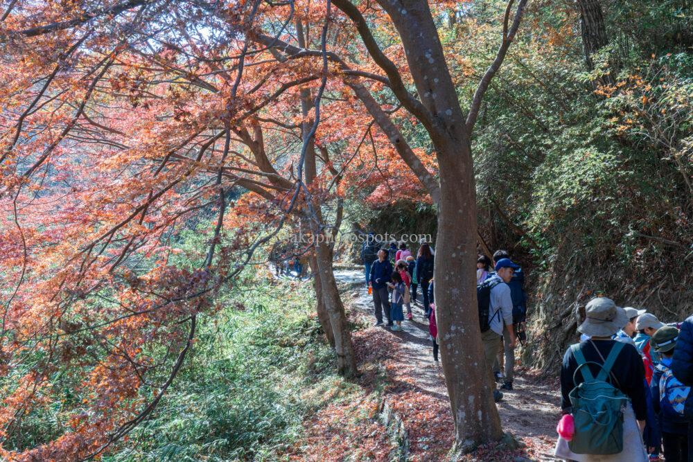 ほしだの森（ほしだ園地）星のブランコの紅葉