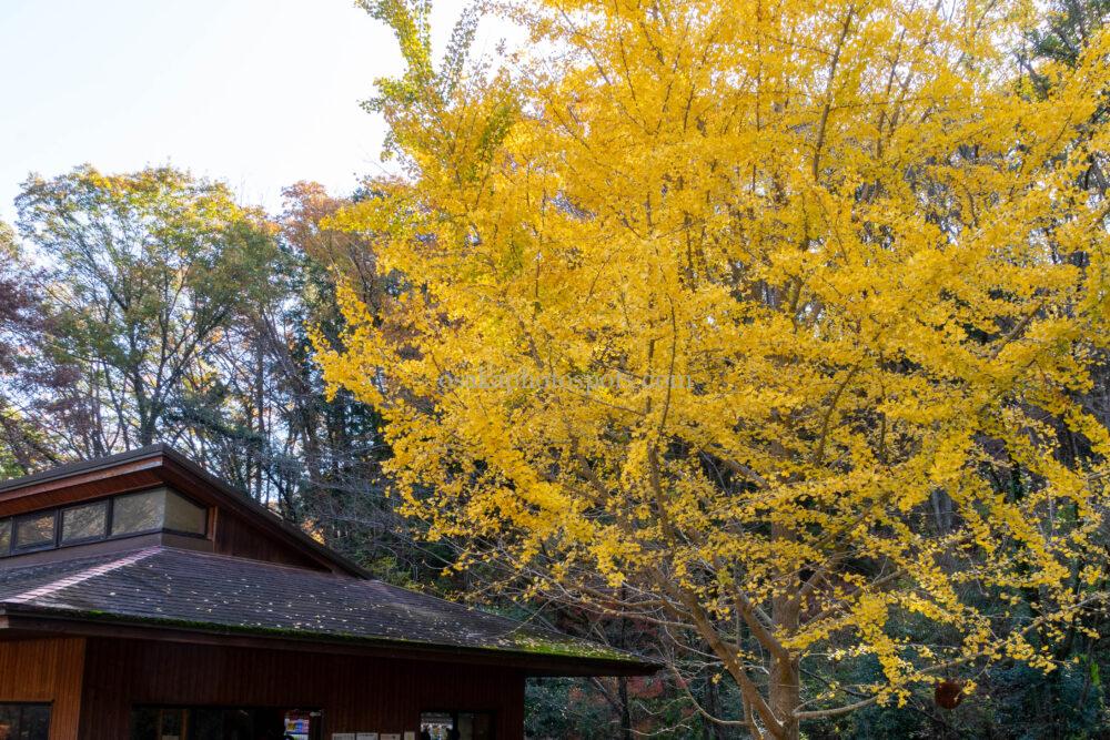 ほしだの森（ほしだ園地）星のブランコの紅葉