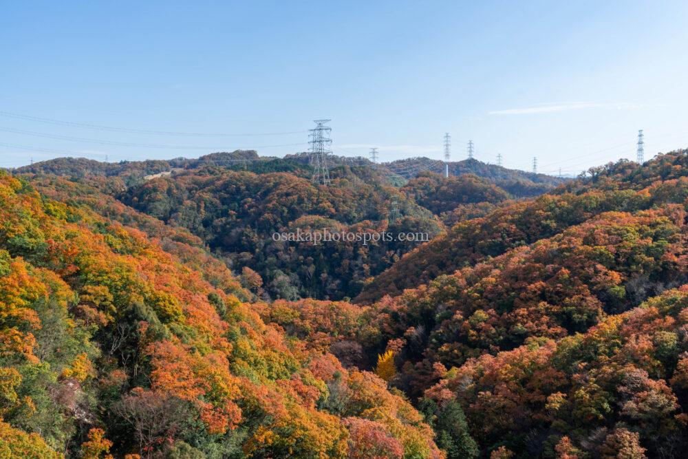 ほしだの森（ほしだ園地）星のブランコの紅葉