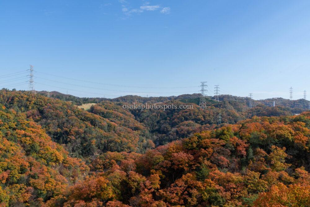 ほしだの森（ほしだ園地）星のブランコの紅葉