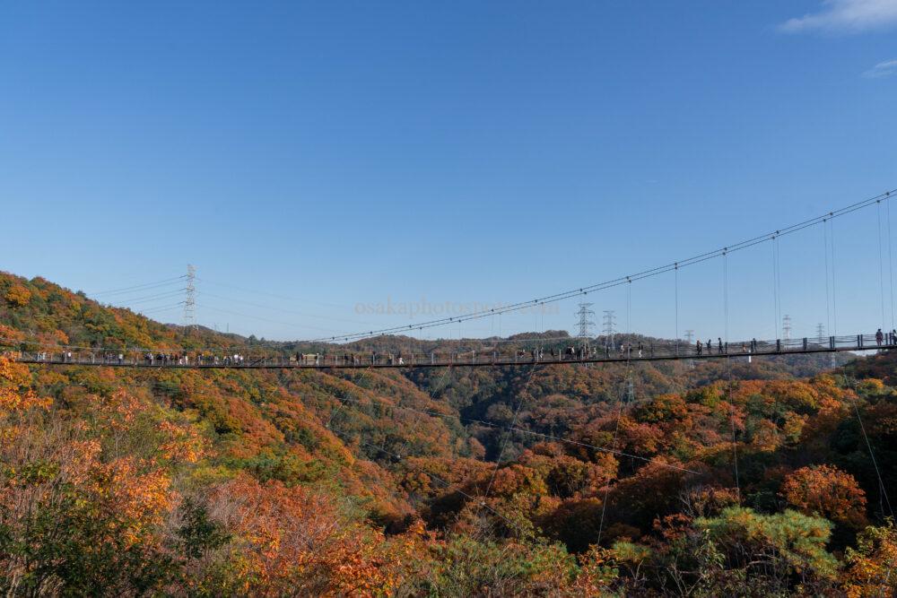 ほしだの森（ほしだ園地）星のブランコの紅葉