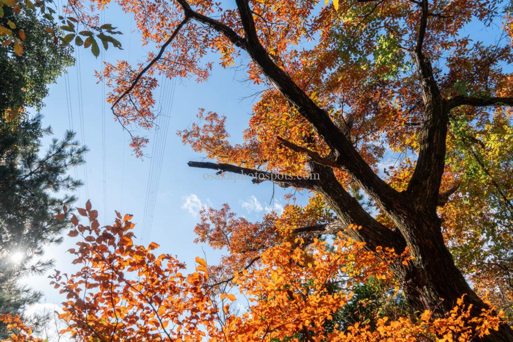 奥山雨山自然公園の紅葉