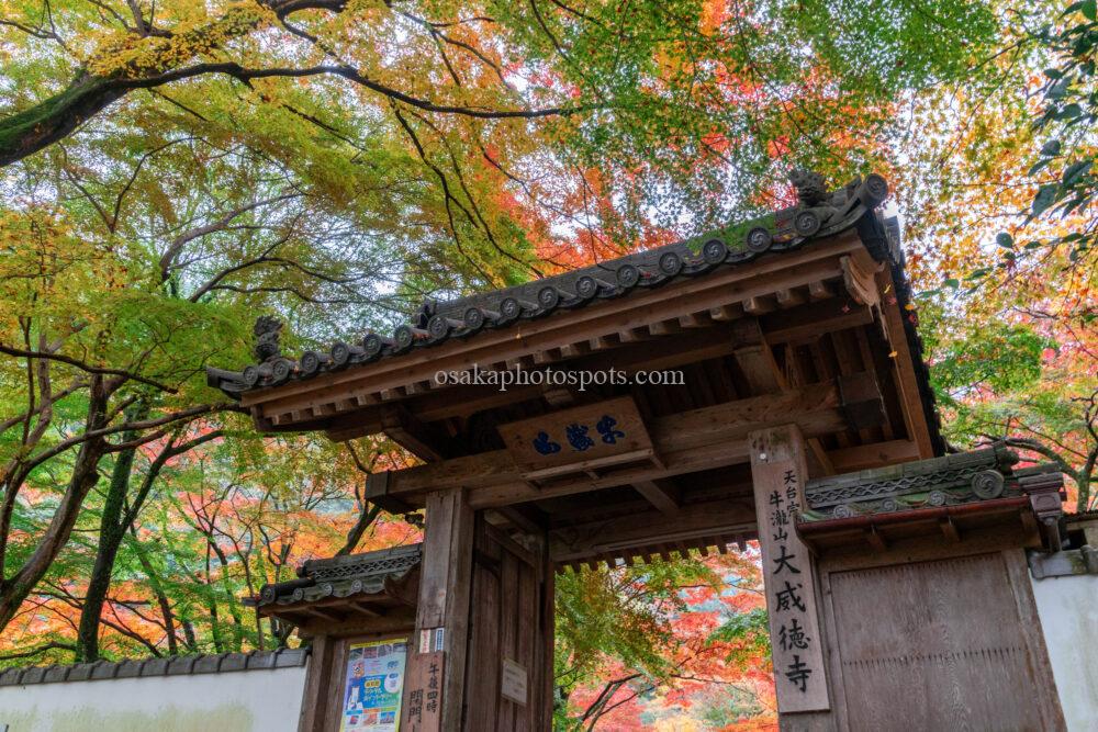 牛滝山 大威徳寺の紅葉