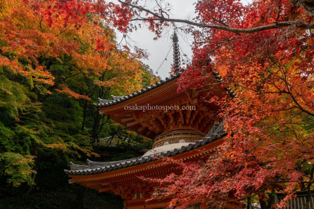 牛滝山 大威徳寺の紅葉