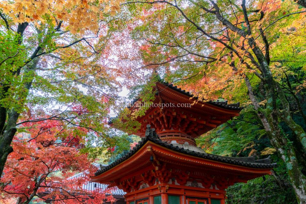 牛滝山 大威徳寺の紅葉