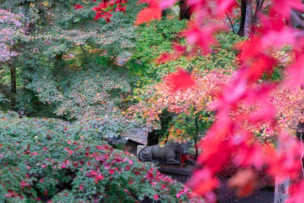 牛滝山 大威徳寺の紅葉