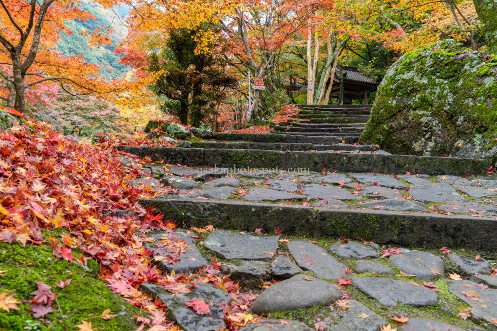 牛滝山 大威徳寺の紅葉