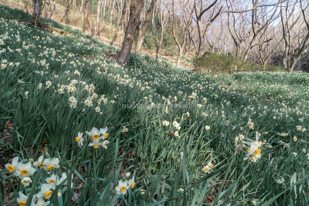 かしわら水仙郷