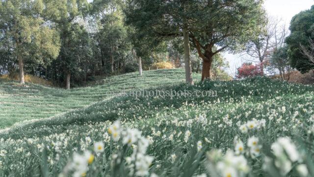 蜻蛉池公園 水仙郷