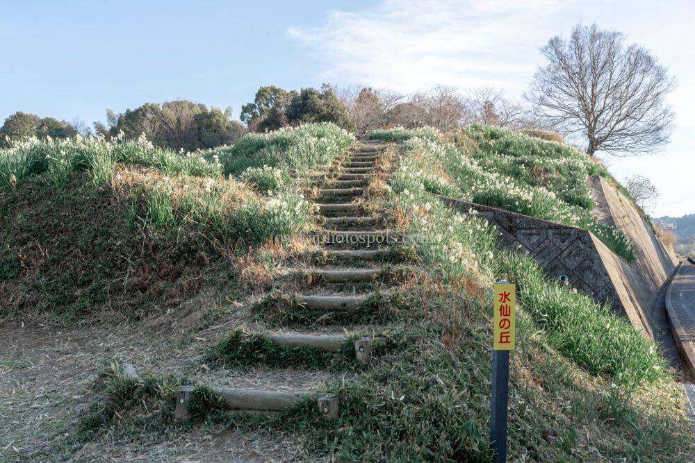 千早赤坂村スイセンの丘