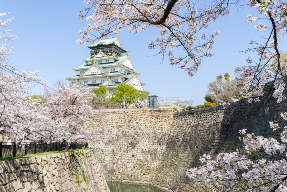 大阪城公園の桜