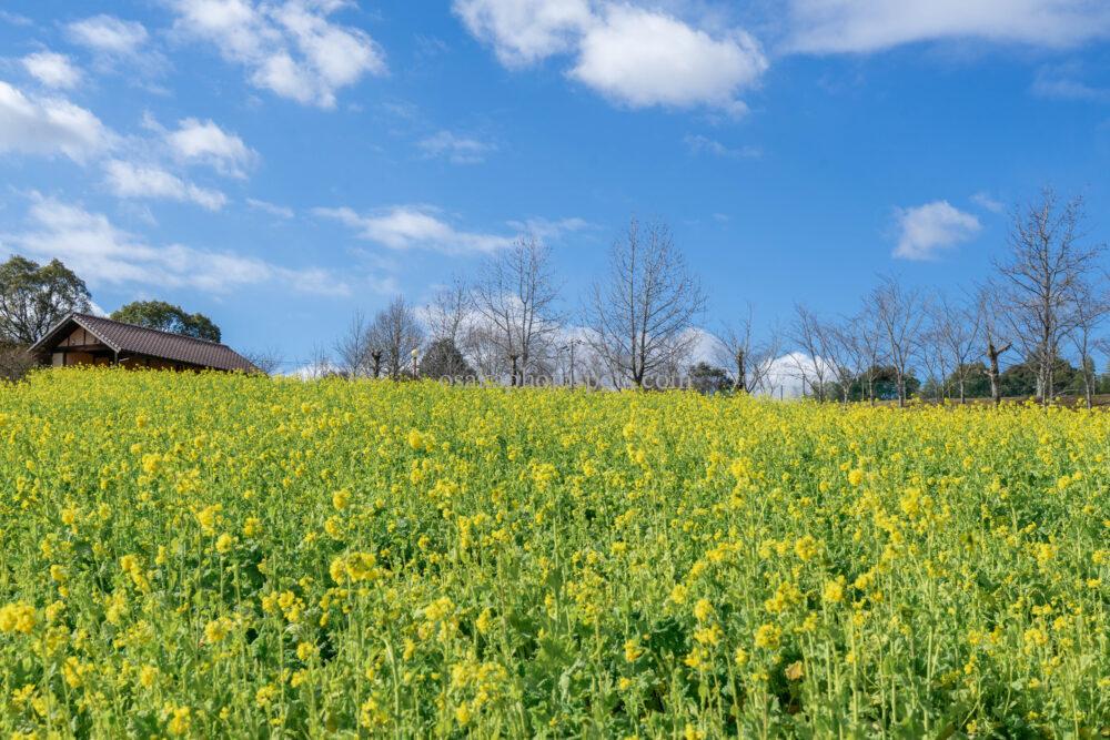 堺・緑のミュージアム ハーベストの丘 菜の花