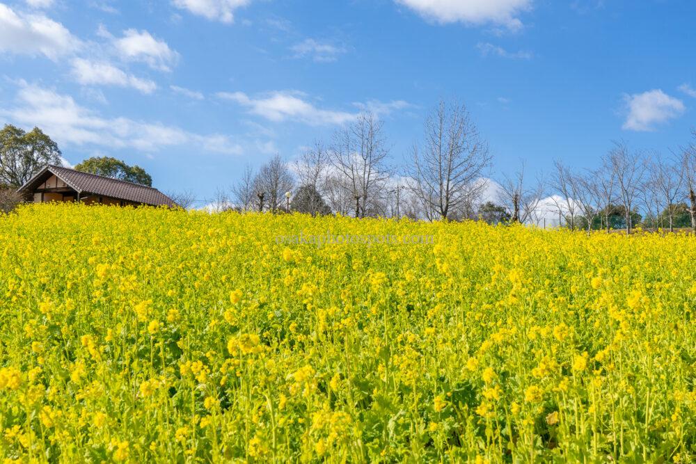 堺・緑のミュージアム ハーベストの丘 菜の花