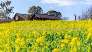 堺・緑のミュージアム ハーベストの丘の菜の花｜堺市